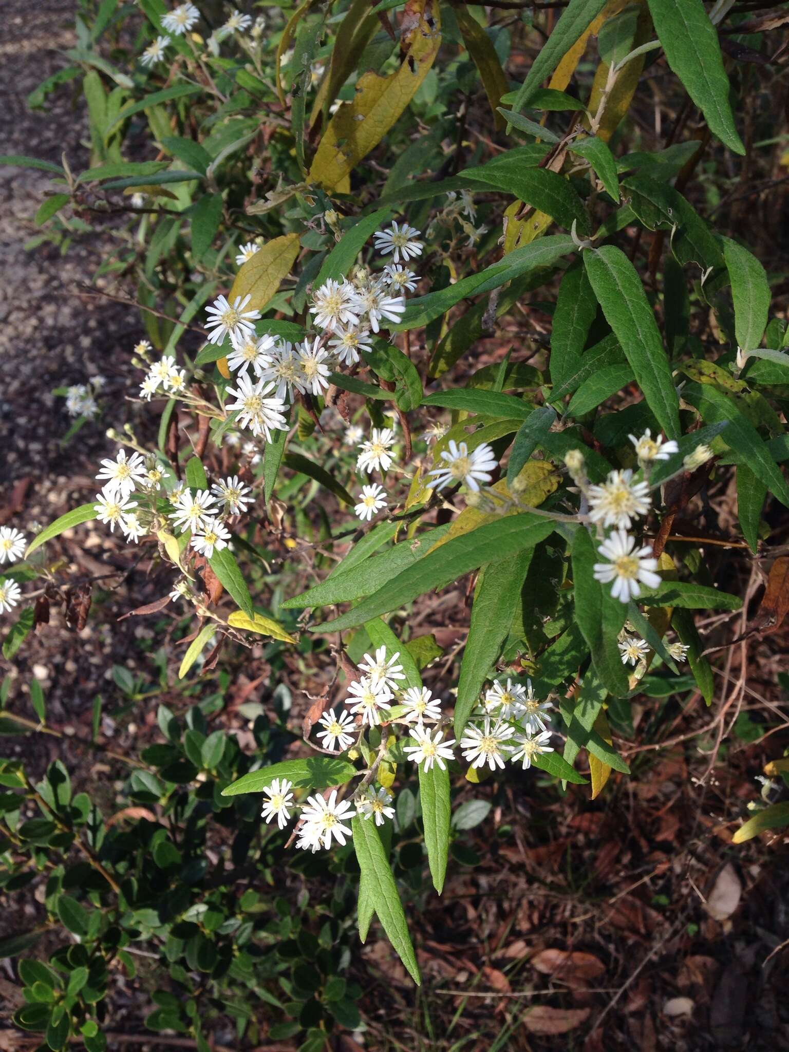 Image of Olearia lyrata (Sims) Hutch.