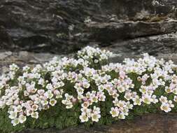 Sivun Saxifraga nevadensis Boiss. kuva