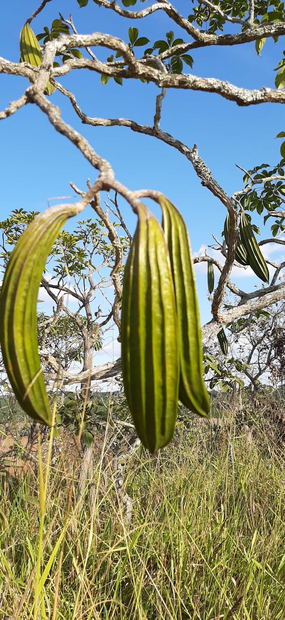 Plancia ëd Cybistax antisyphilitica (Mart.) Mart.