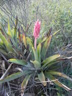 Imagem de Aechmea distichantha Lem.