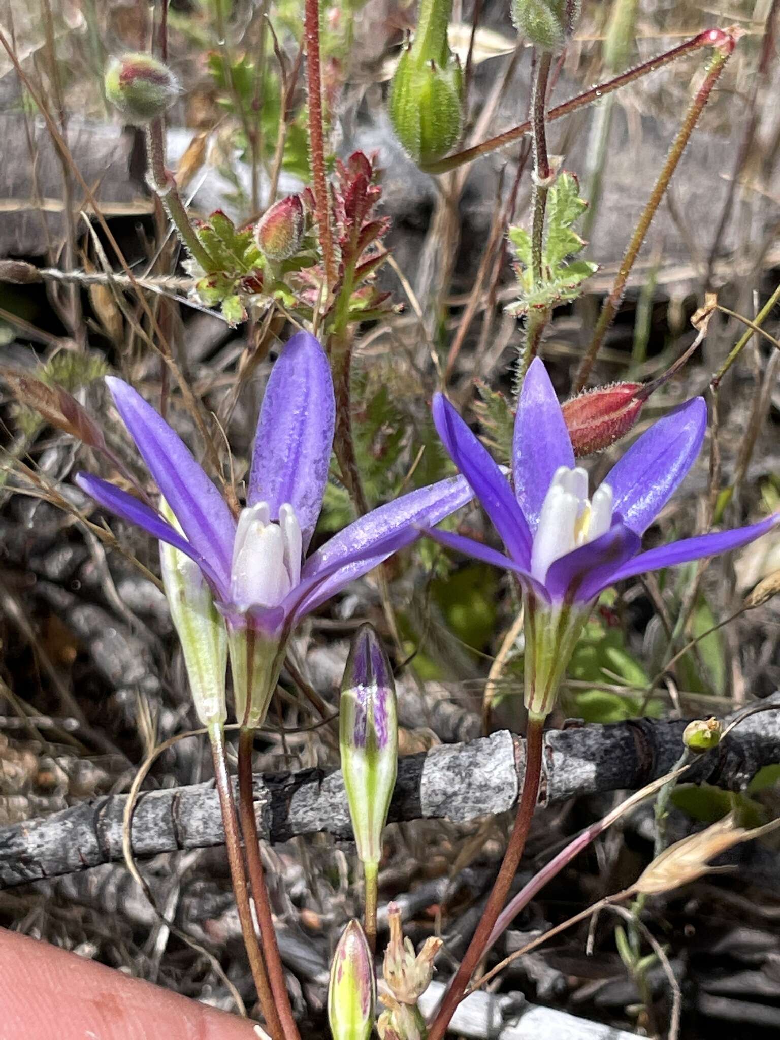 Image of starflower brodiaea