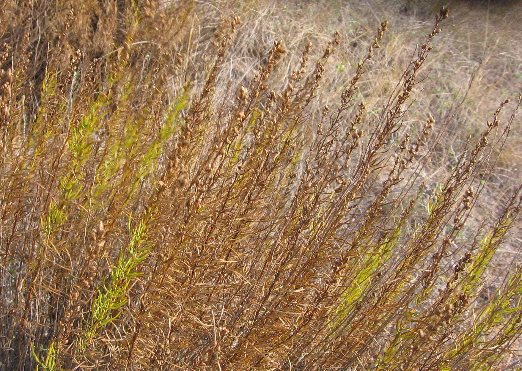 صورة Artemisia salsoloides Willd.