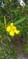 Image of Hibbertia coriacea Baill.