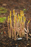 Image of Vreeland's coralroot