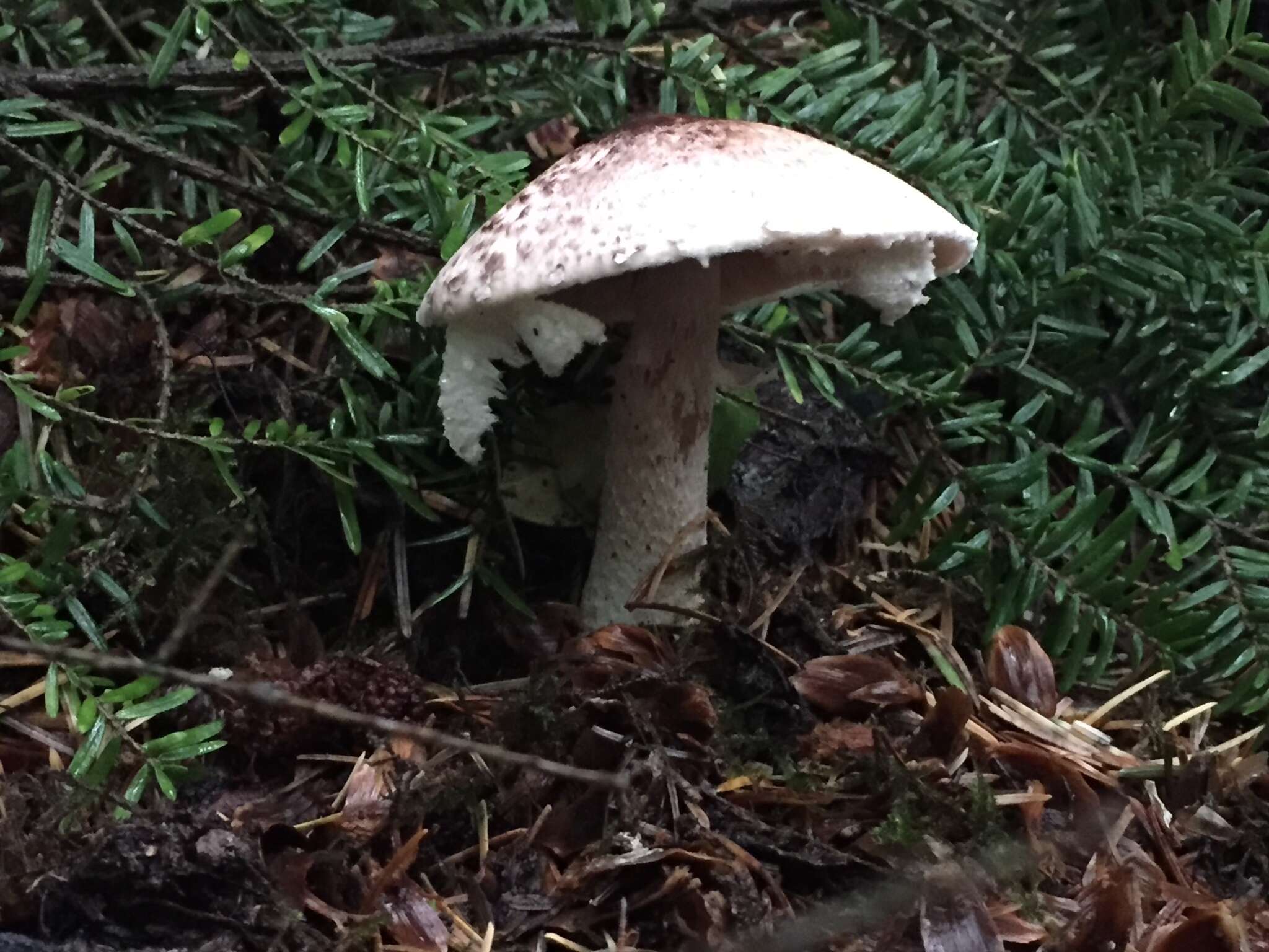 Plancia ëd Agaricus subrutilescens (Kauffman) Hotson & D. E. Stuntz 1938