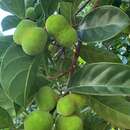 Image of Artocarpus nitidus subsp. lingnanensis (Merr.) F. M. Jarrett