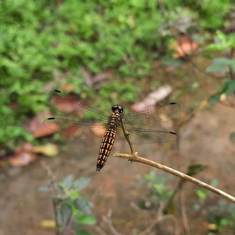 Plancia ëd Lyriothemis acigastra (Selys 1878)