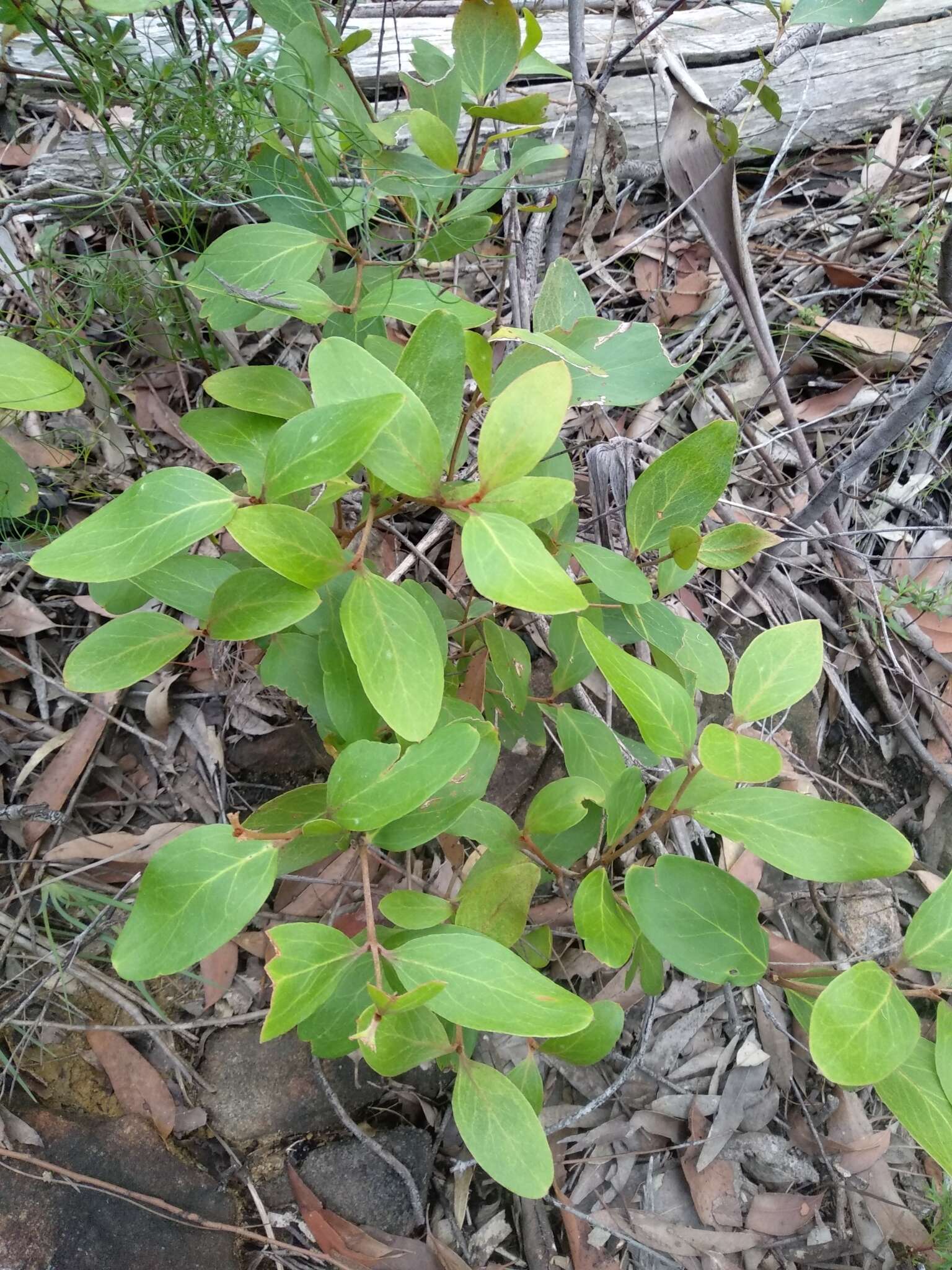 Image of Persoonia laurina subsp. laurina