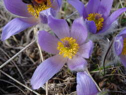 Image of Greater Pasque Flower