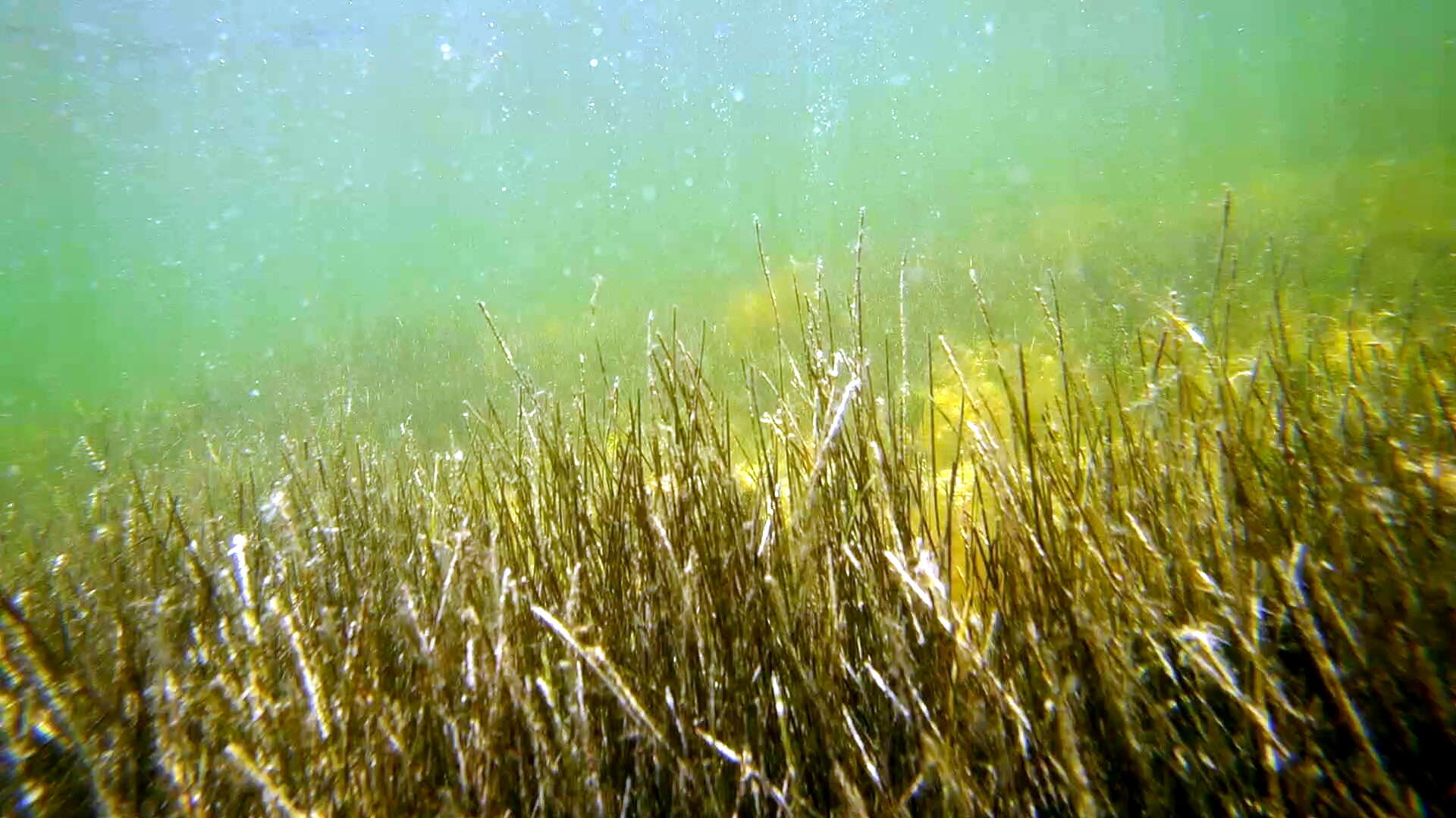 Image of Manatee Grass