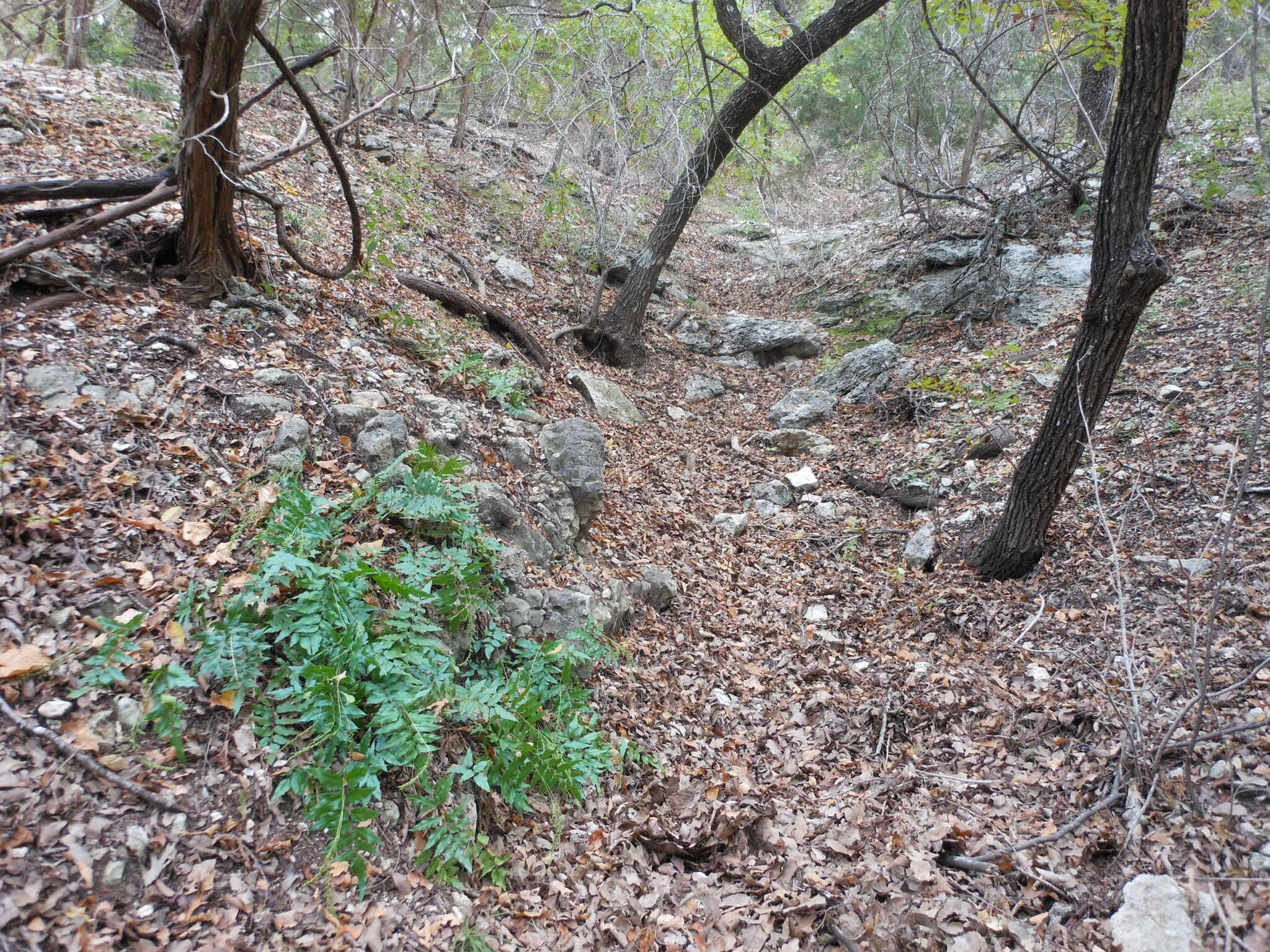 Image of Mexican fern