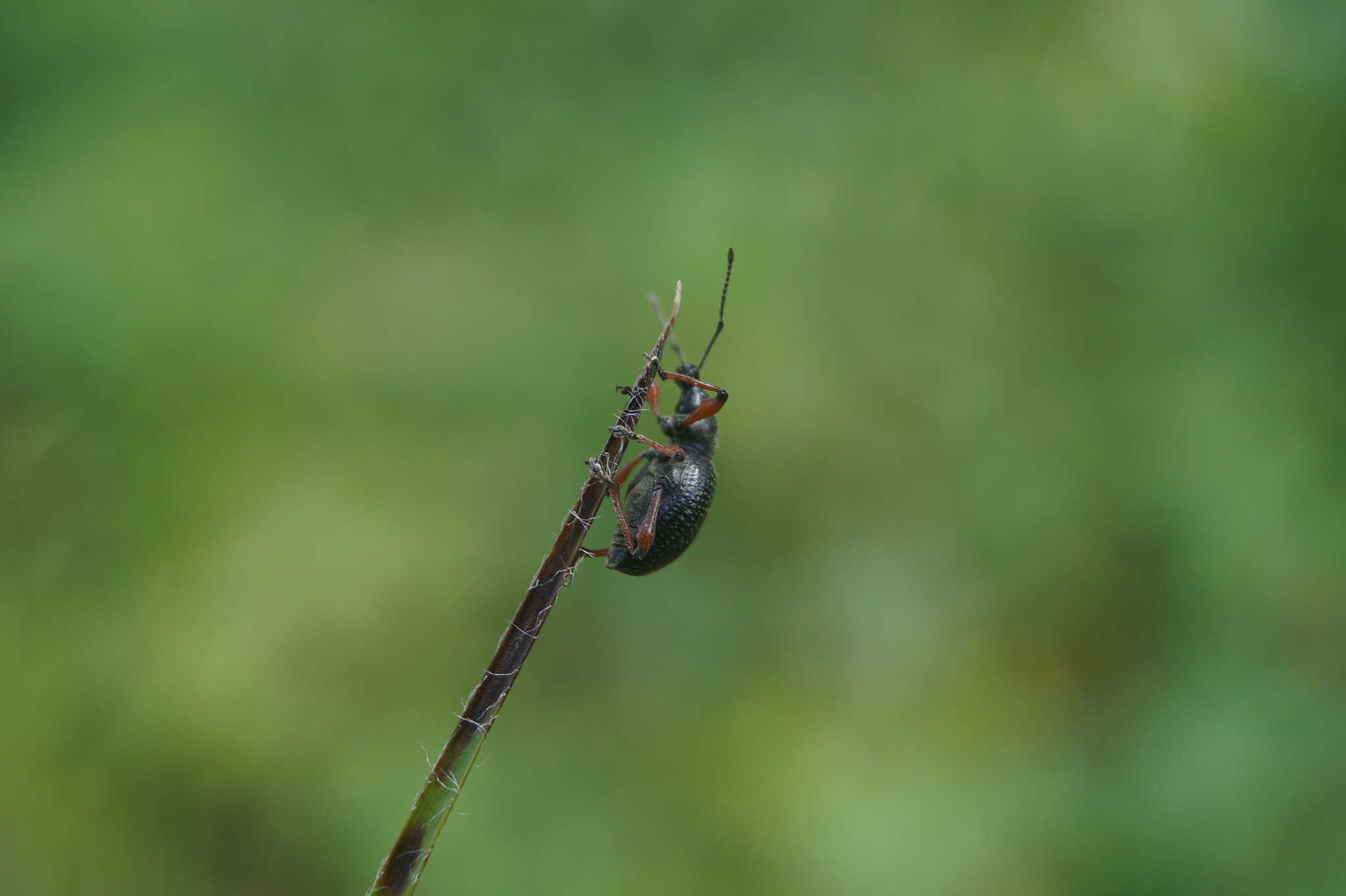 Imagem de Otiorhynchus (Otiorhynchus) coecus Germar 1824