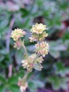 Image of Alchemilla saxatilis Buser