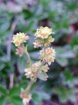 Image of Alchemilla saxatilis Buser