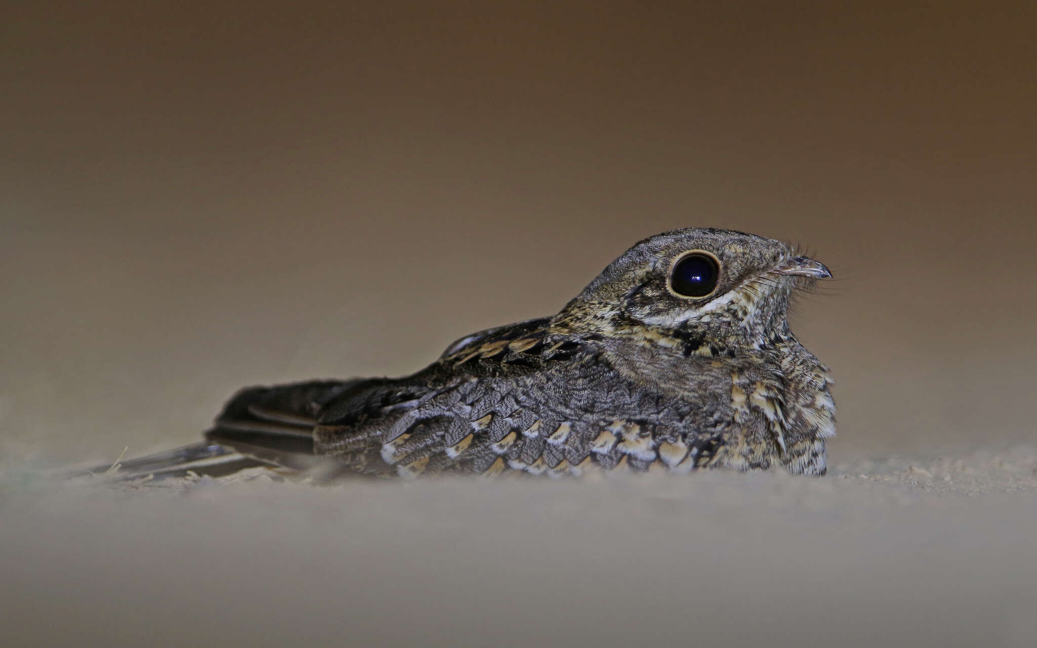 Image of Indian Nightjar