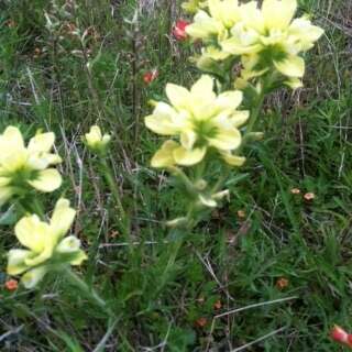 Image de Castilleja indivisa Engelm.