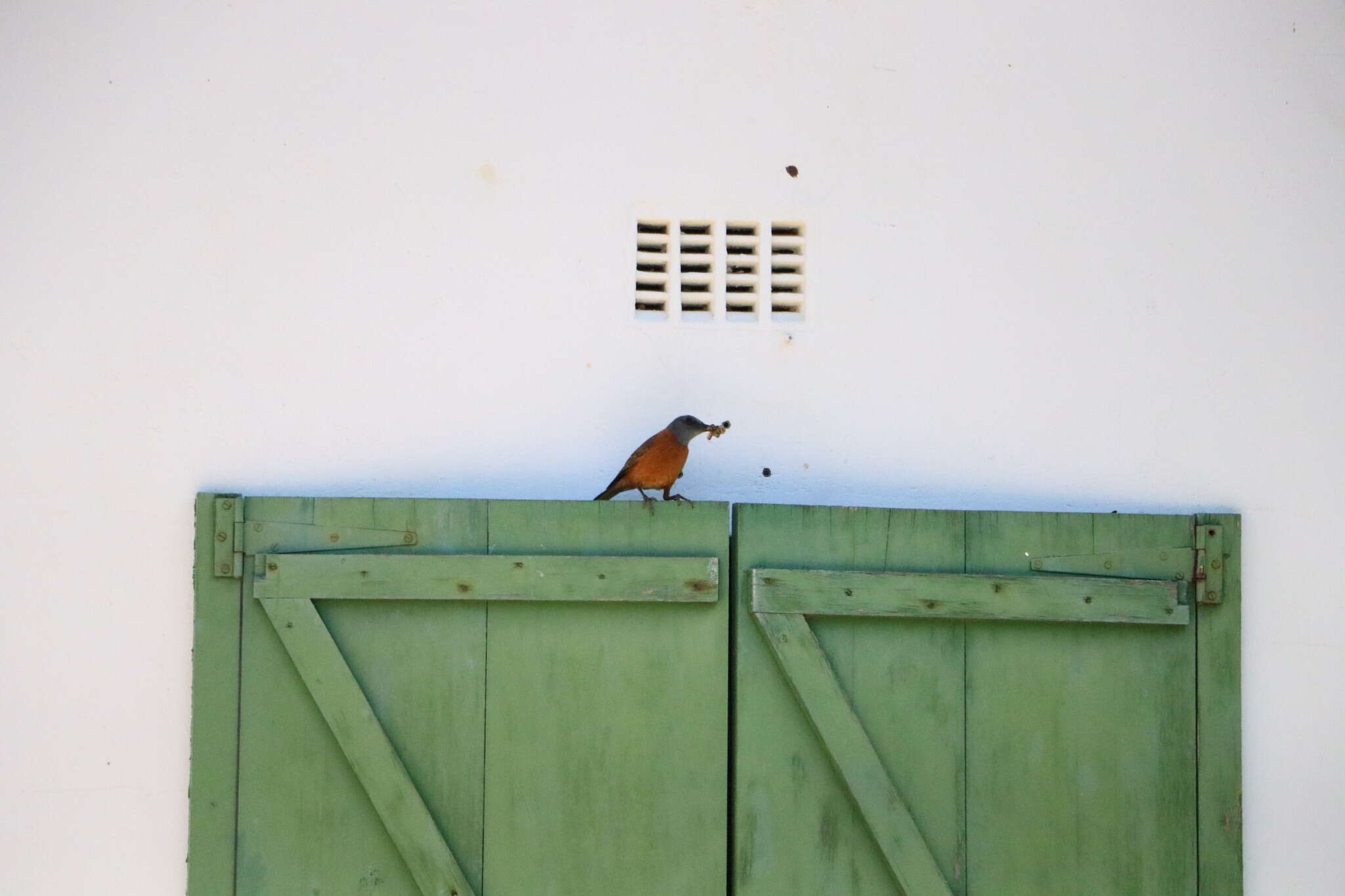 Image of Cape Rock Thrush