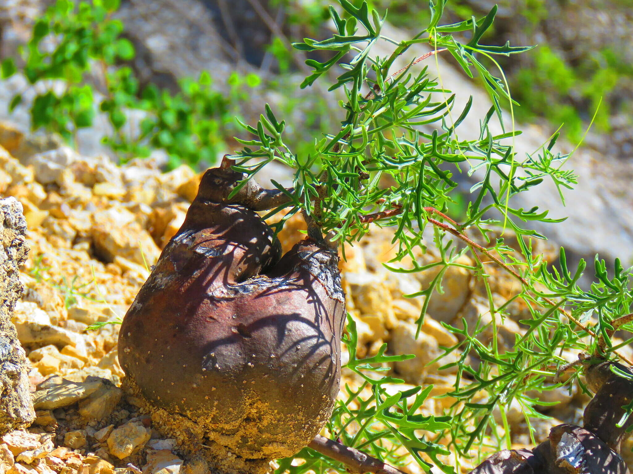 Image of Cissus tiliacea Kunth