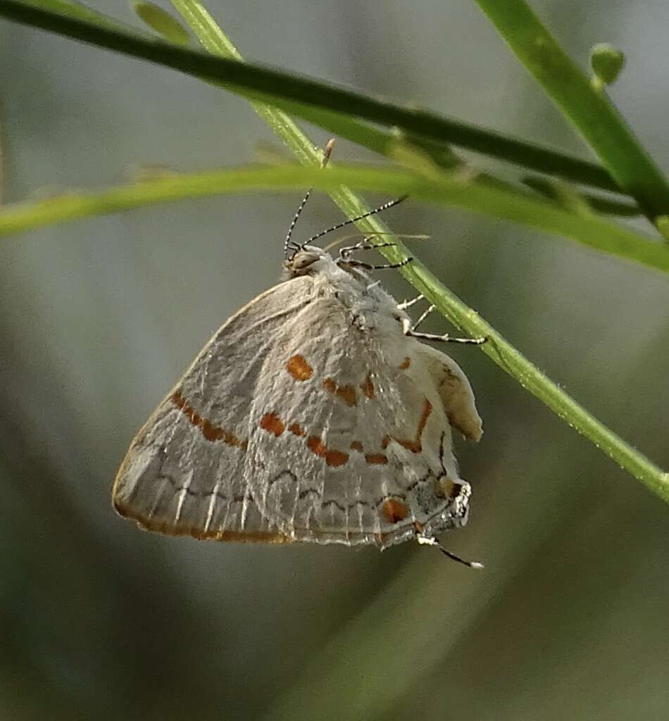 Слика од Tmolus echion (Linnaeus 1767)