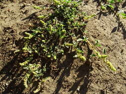 Image of largefruit amaranth