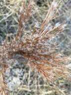 Image of Schizachyrium spicatum (Spreng.) Herter