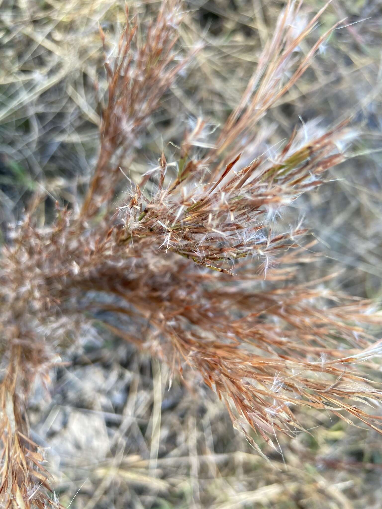 Image of Schizachyrium spicatum (Spreng.) Herter