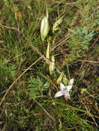 Image of Lomatogonium rotatum (L.) Fr. ex Fernald