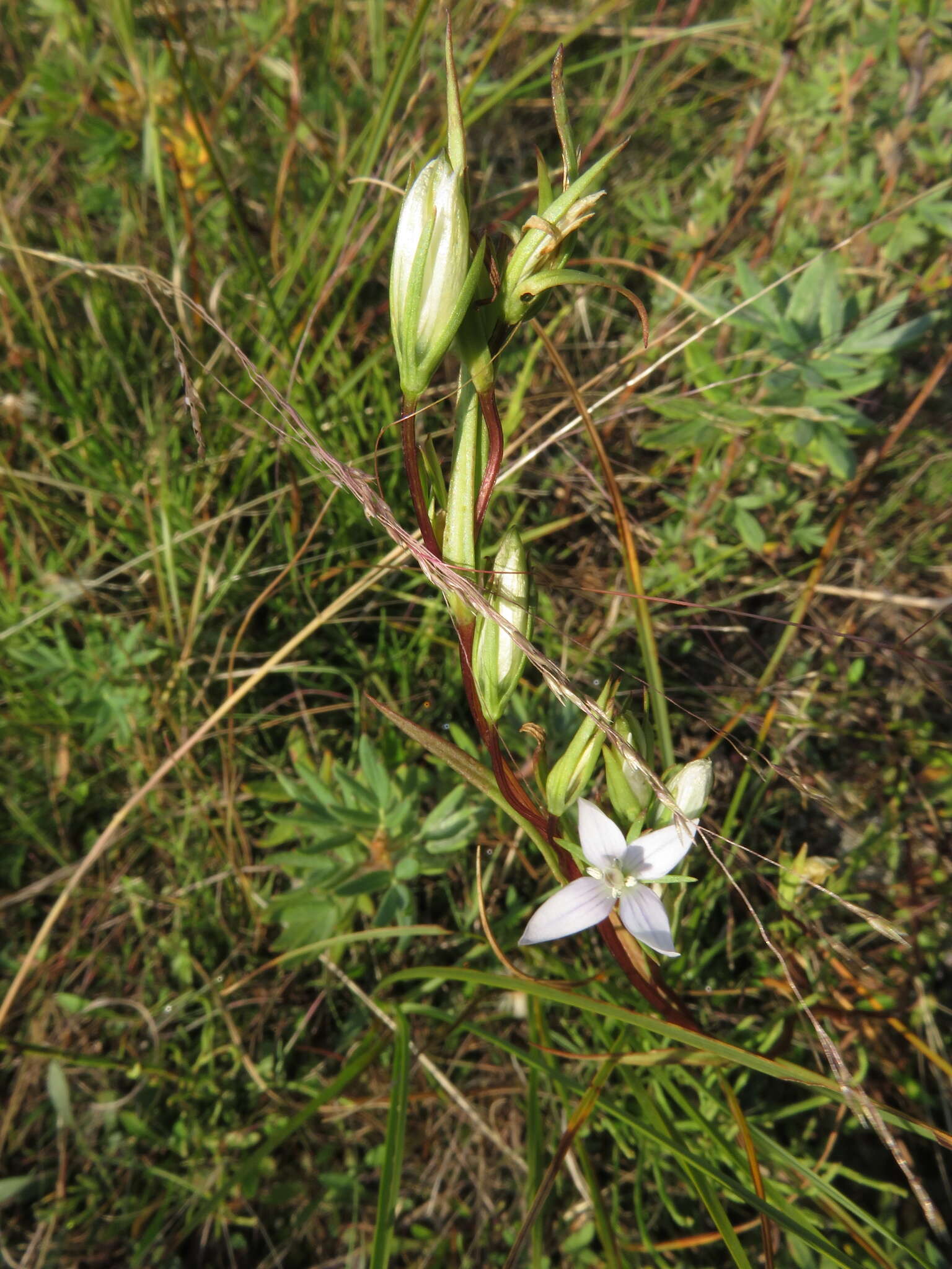 Image of Lomatogonium rotatum (L.) Fr. ex Fernald