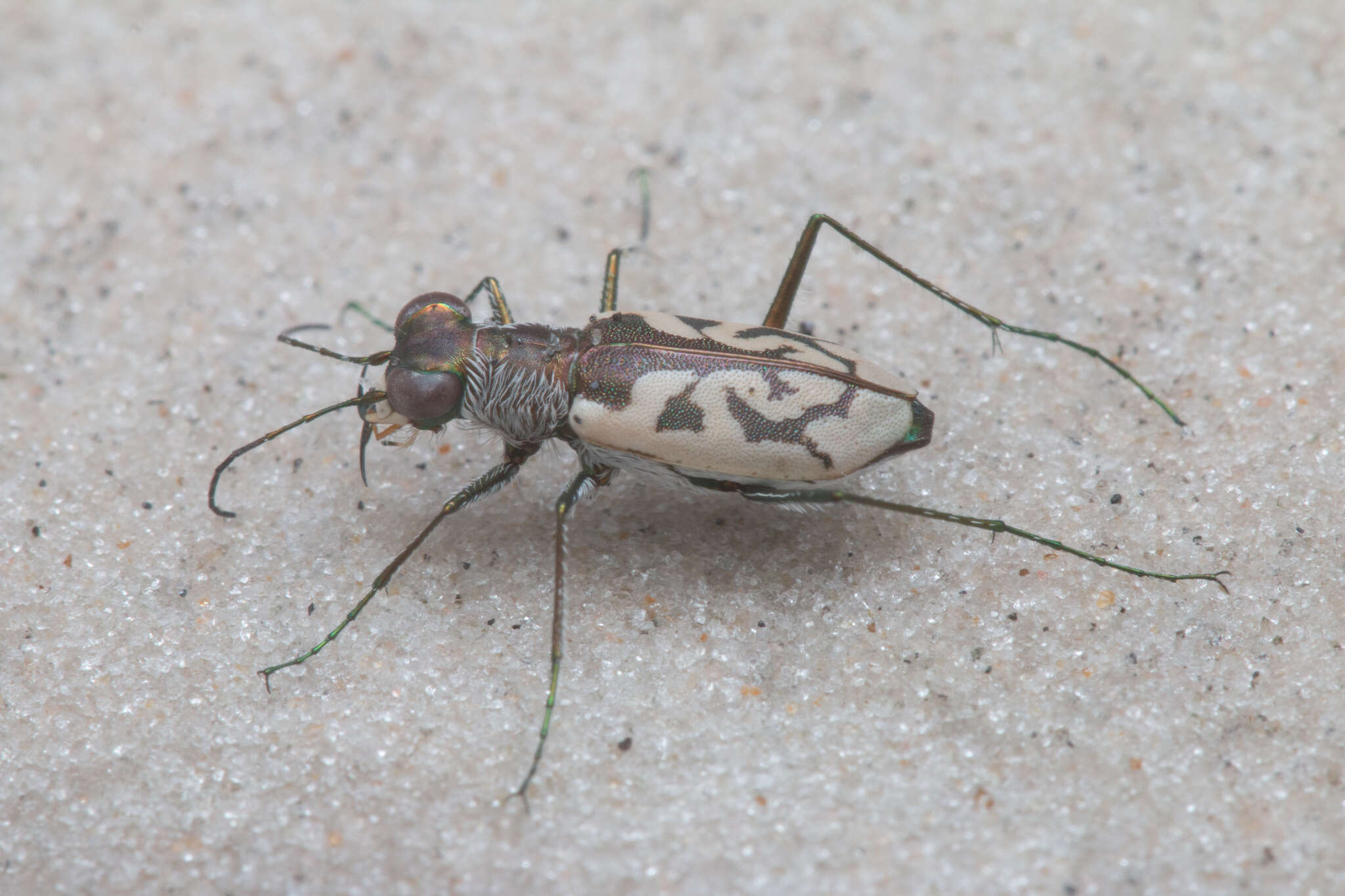 Sivun Cylindera (Plectographa) suturalis (Fabricius 1798) kuva