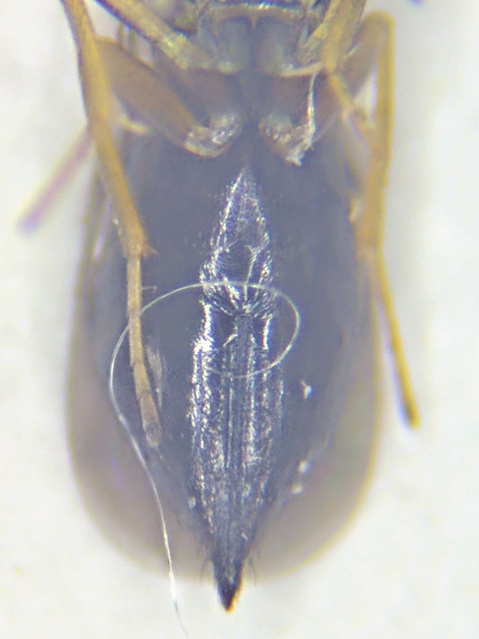 Image of Aulogymnus california (Gordh 1977)