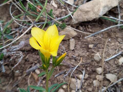 Imagem de Linum campanulatum L.