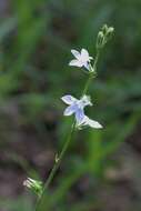 Слика од Lobelia appendiculata A. DC.