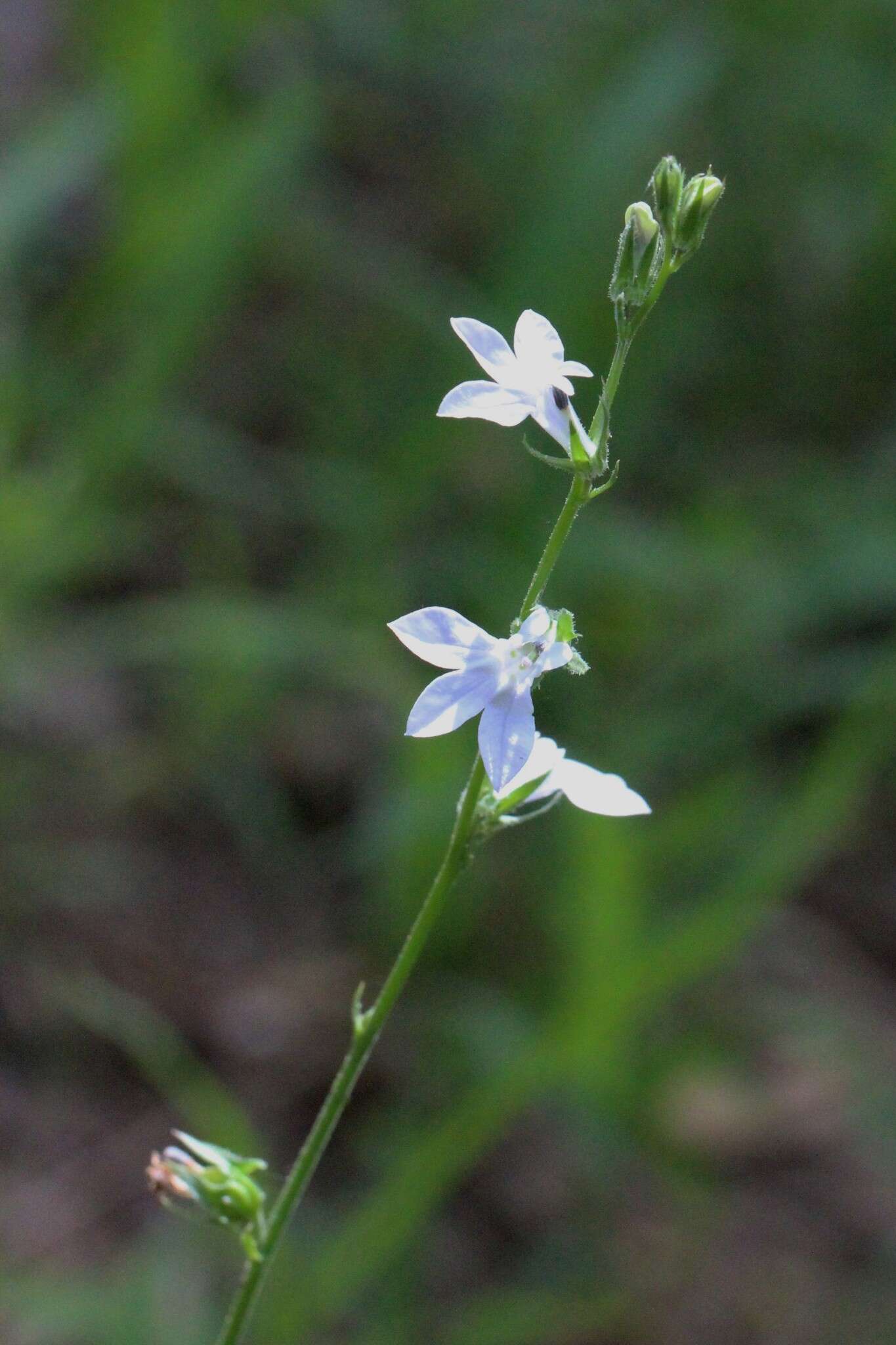 Слика од Lobelia appendiculata A. DC.