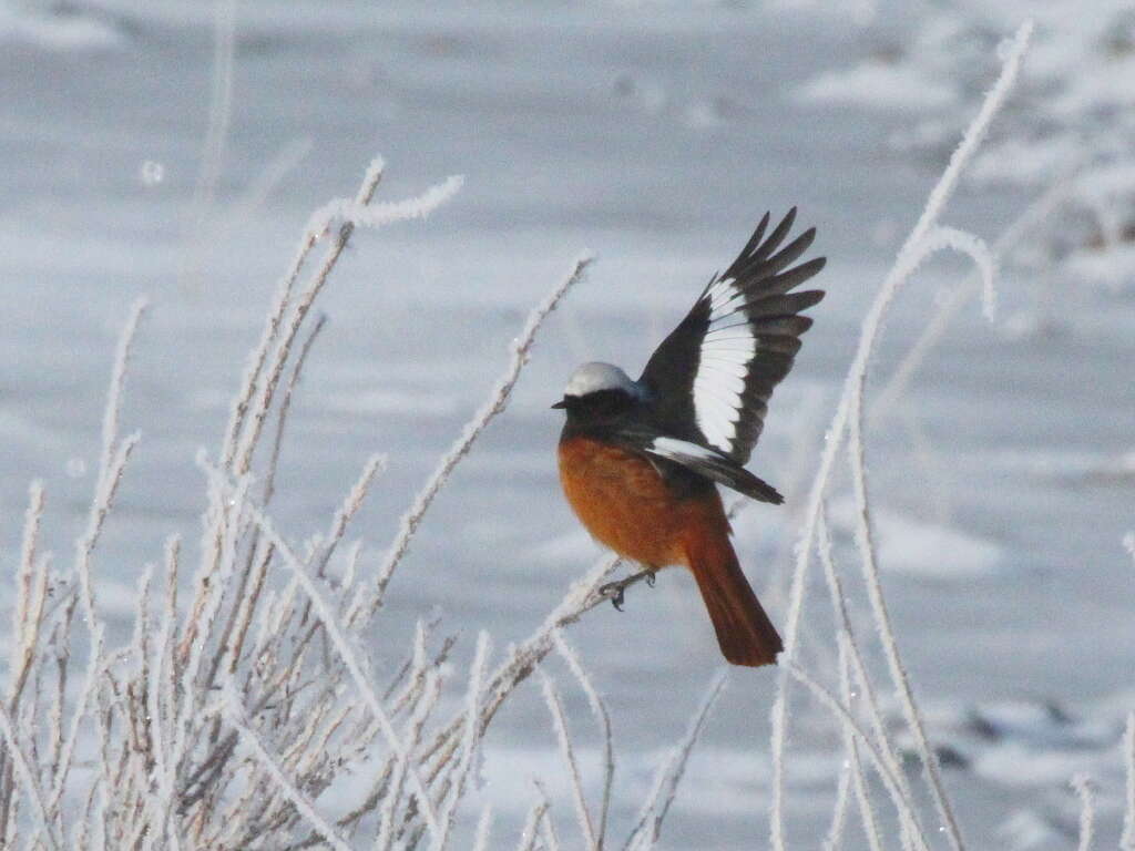 Image of Güldenstädt's Redstart