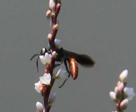 Image of Wasp