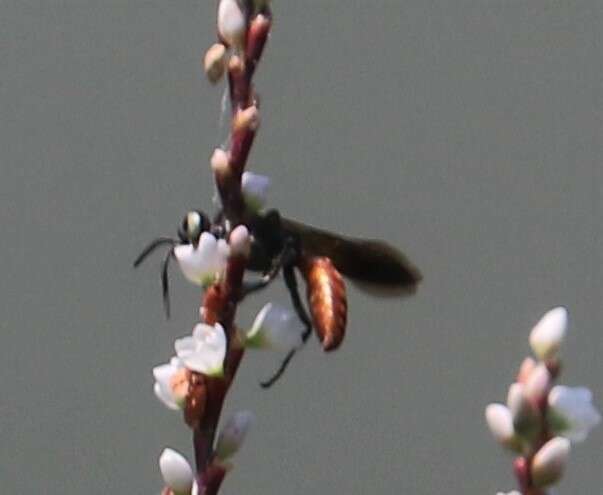 Image de Larra bicolor Fabricius 1804