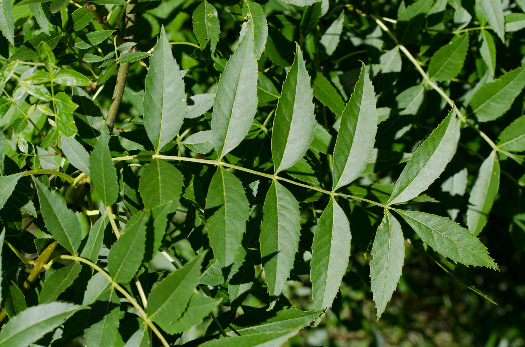 Image of Fraxinus angustifolia subsp. angustifolia