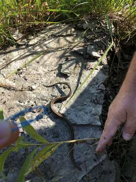 Image of Shorthead Garter Snake