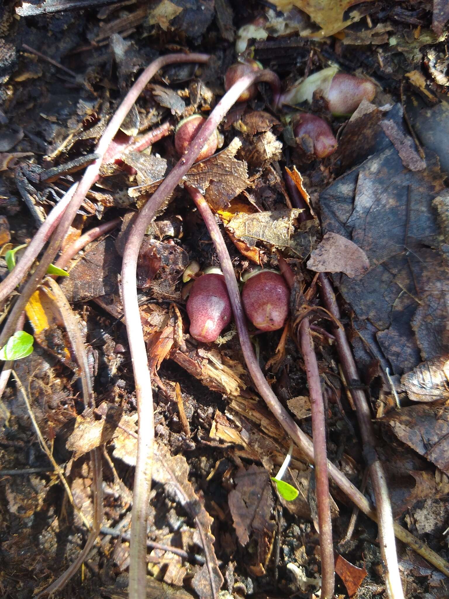 Image of North Fork heartleaf