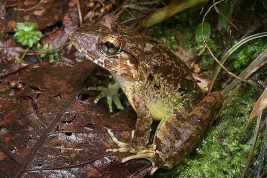 Image of Blyth's River Frog