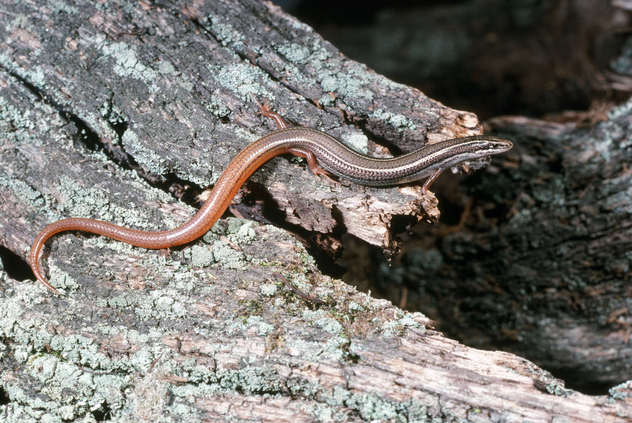 Plancia ëd Plestiodon egregius similis Mcconkey 1957