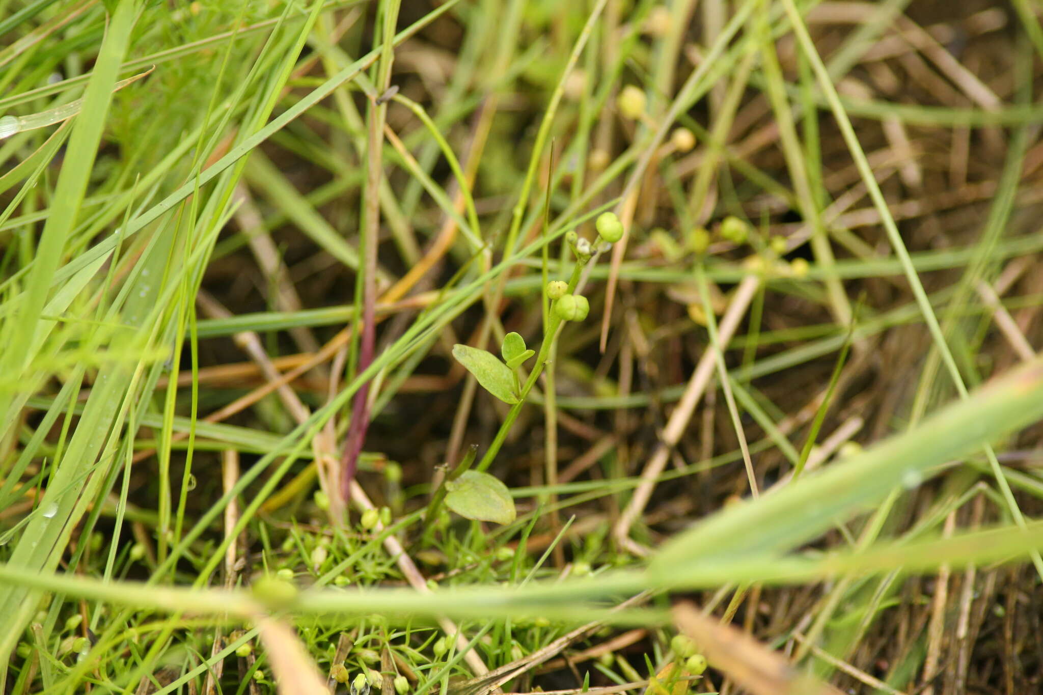 Image of Cochlearia groenlandica L.