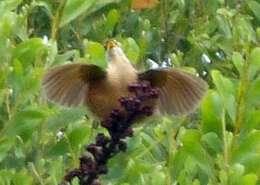 Image of Victoria's Riflebird