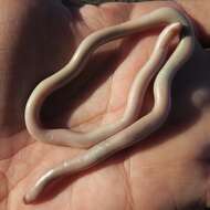 Image of Delalande's Beaked Blind Snake