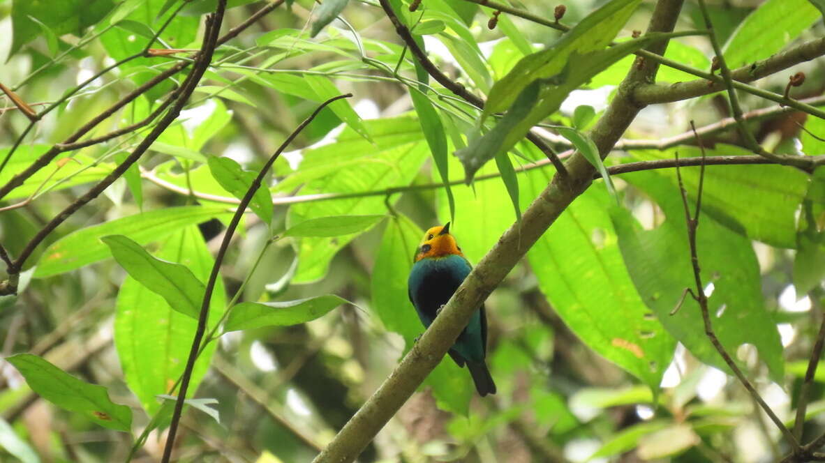 Image of Multicolored Tanager