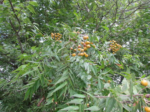 Image of western soapberry