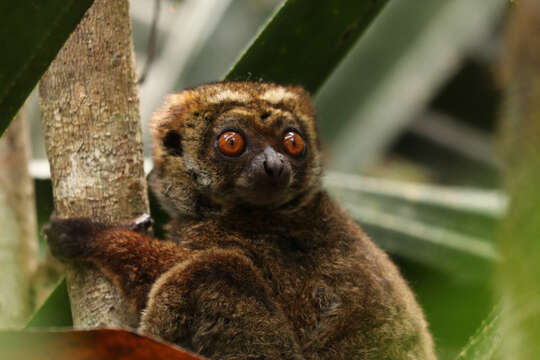 Image of Woolly Lemur