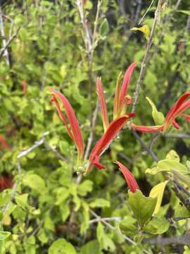 Image of Anisotes rogersii S. Moore