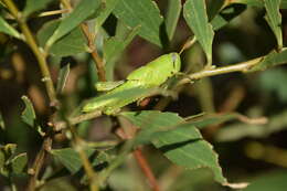 Image of Spur-throated locust