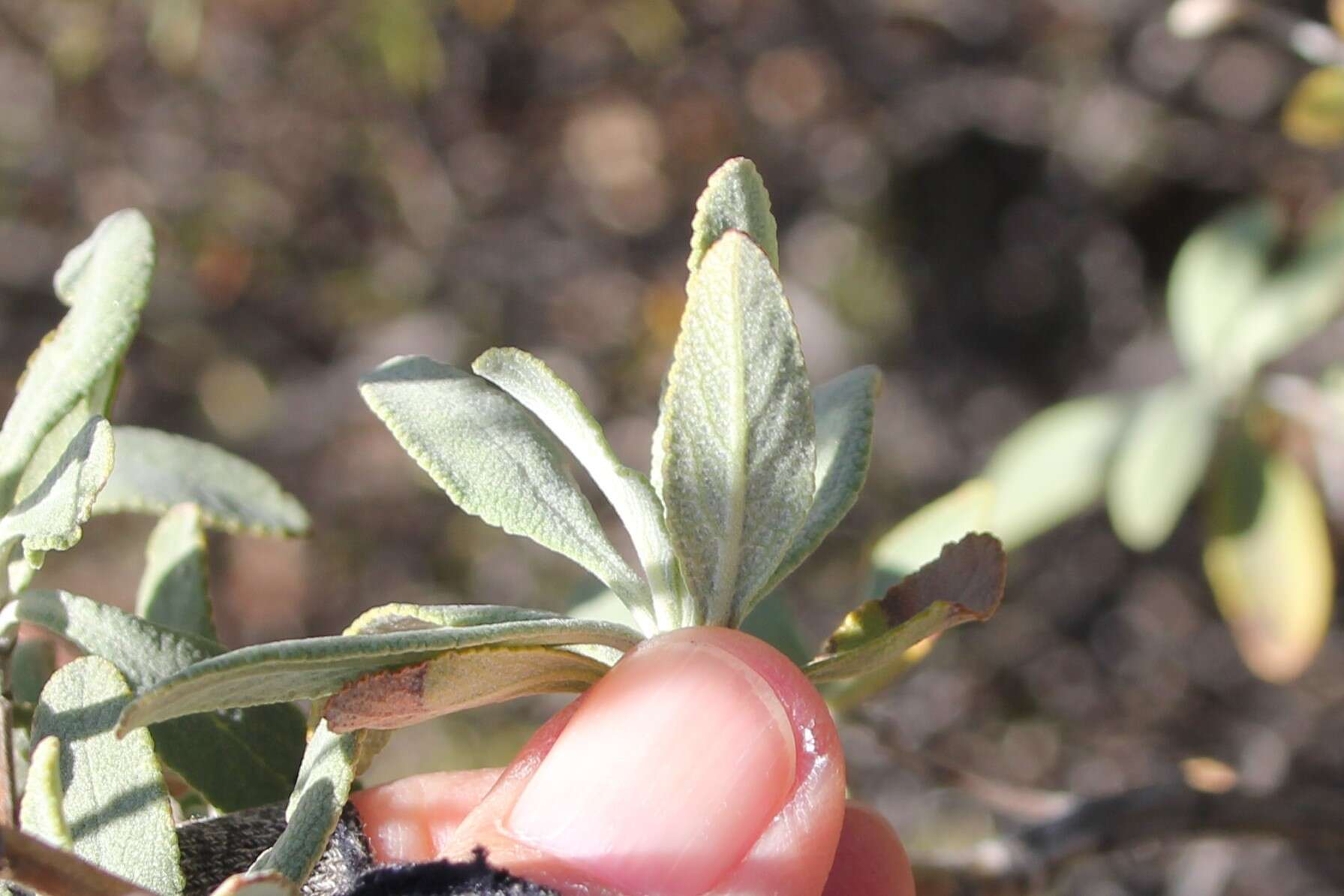 Salvia clevelandii (A. Gray) Greene resmi